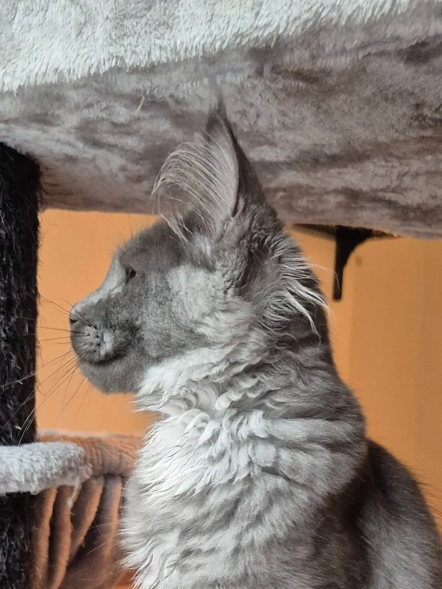Maine coon kitten gccf - Image 3