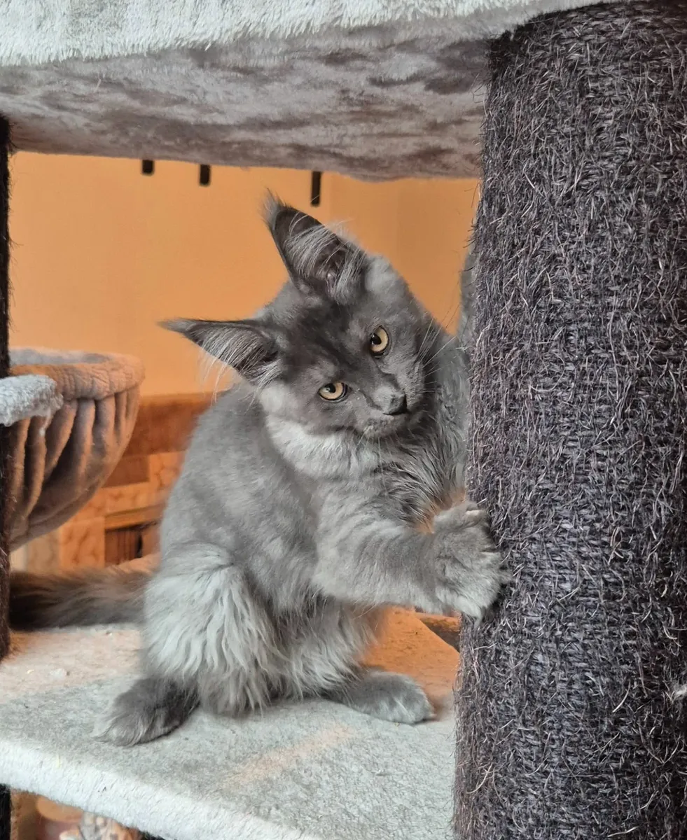 Maine coon kitten gccf - Image 4
