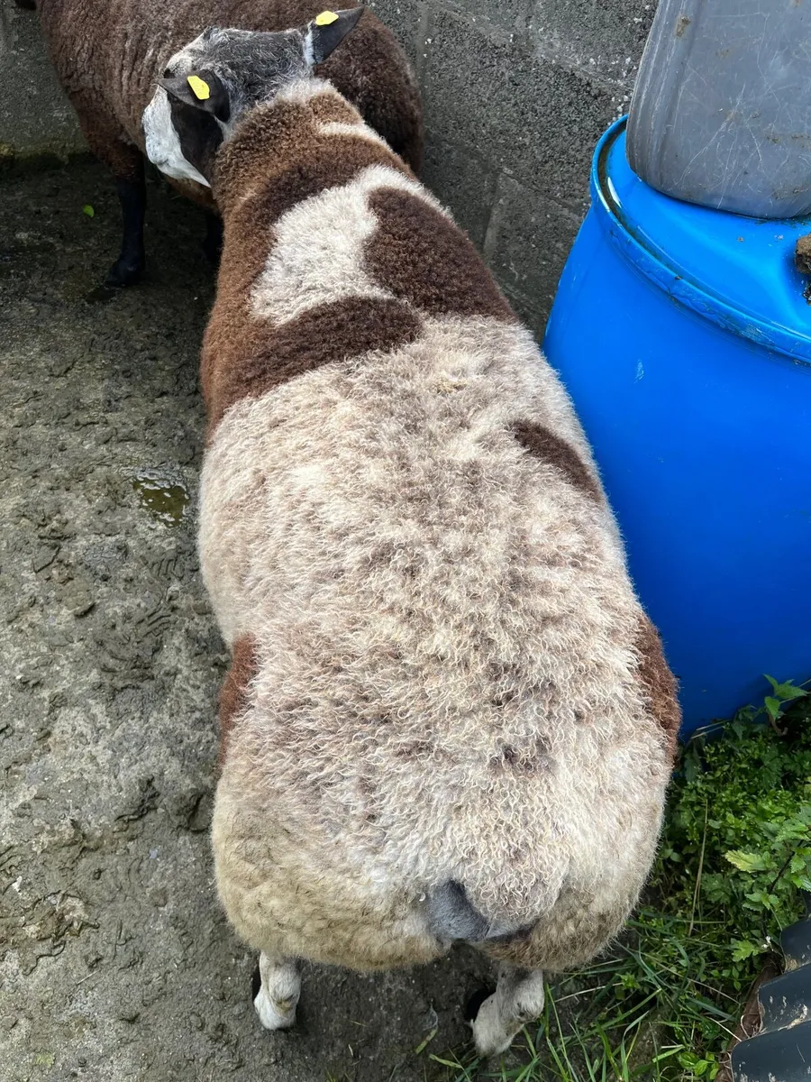Hogget rams - Image 2