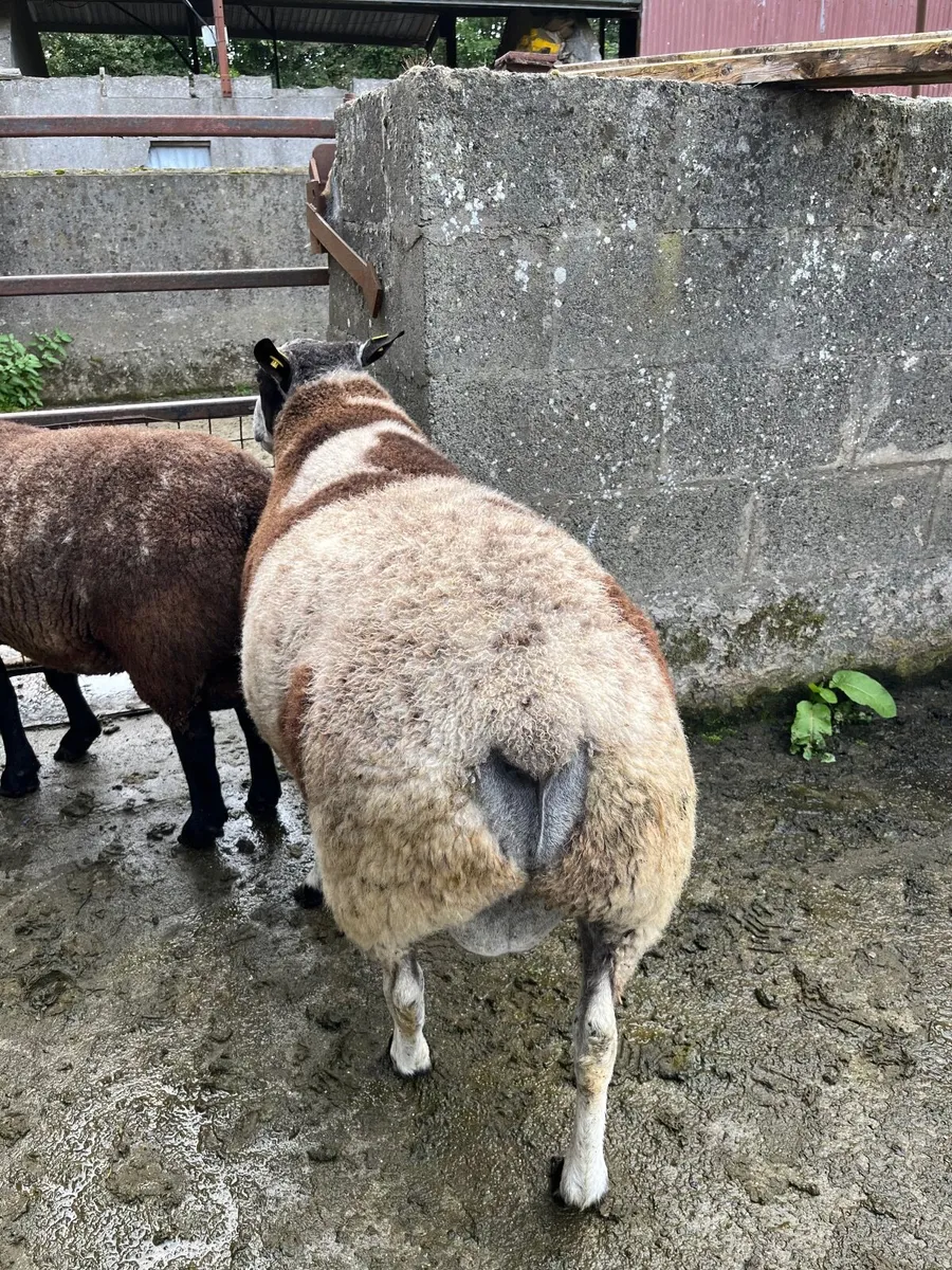 Hogget rams - Image 3