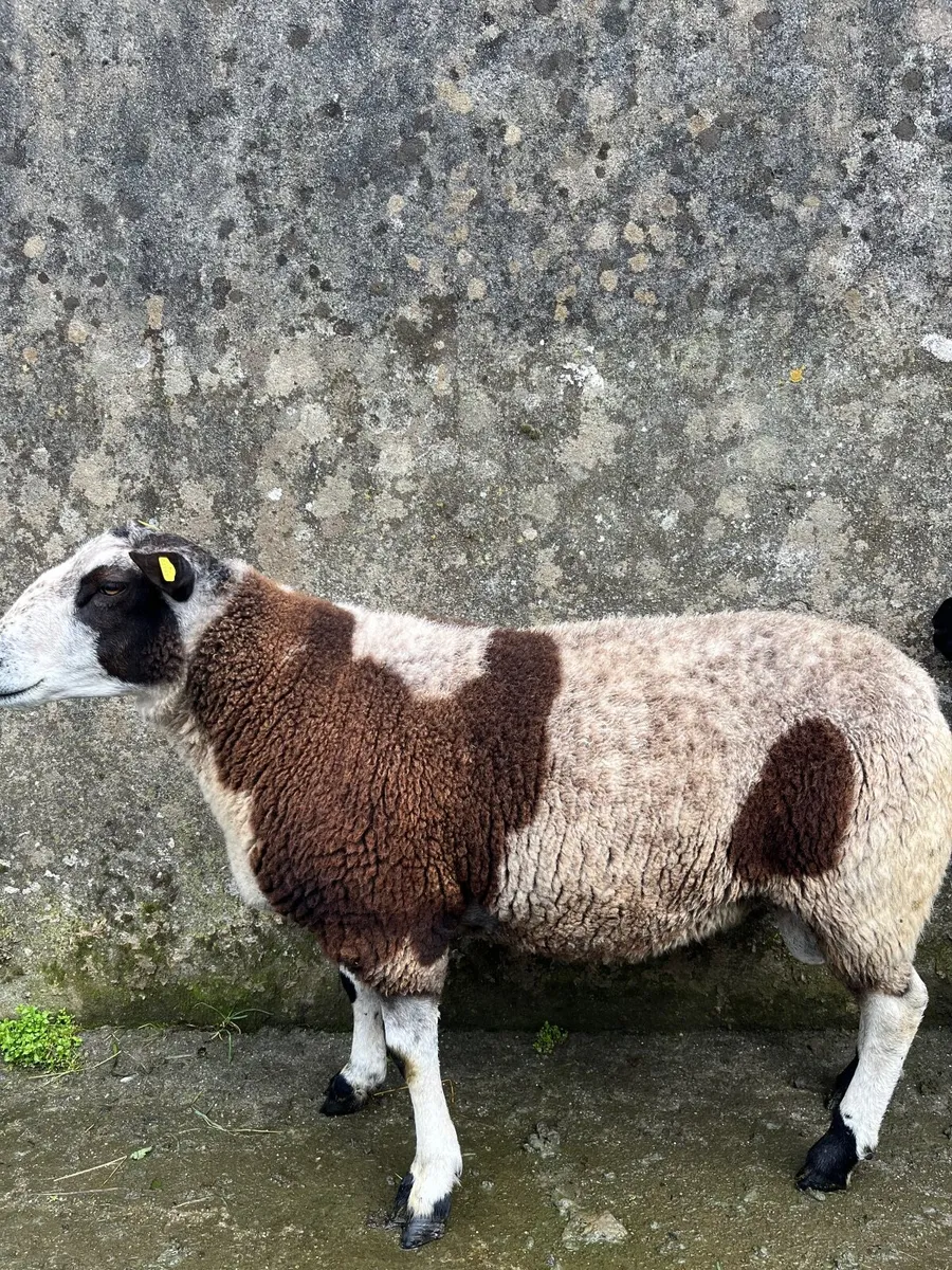 Hogget rams - Image 4