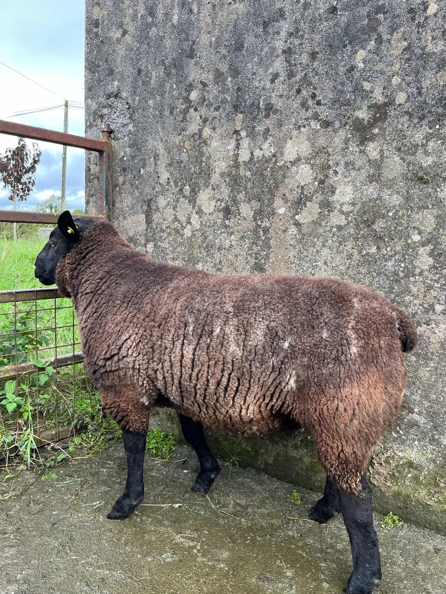 Hogget rams - Image 1