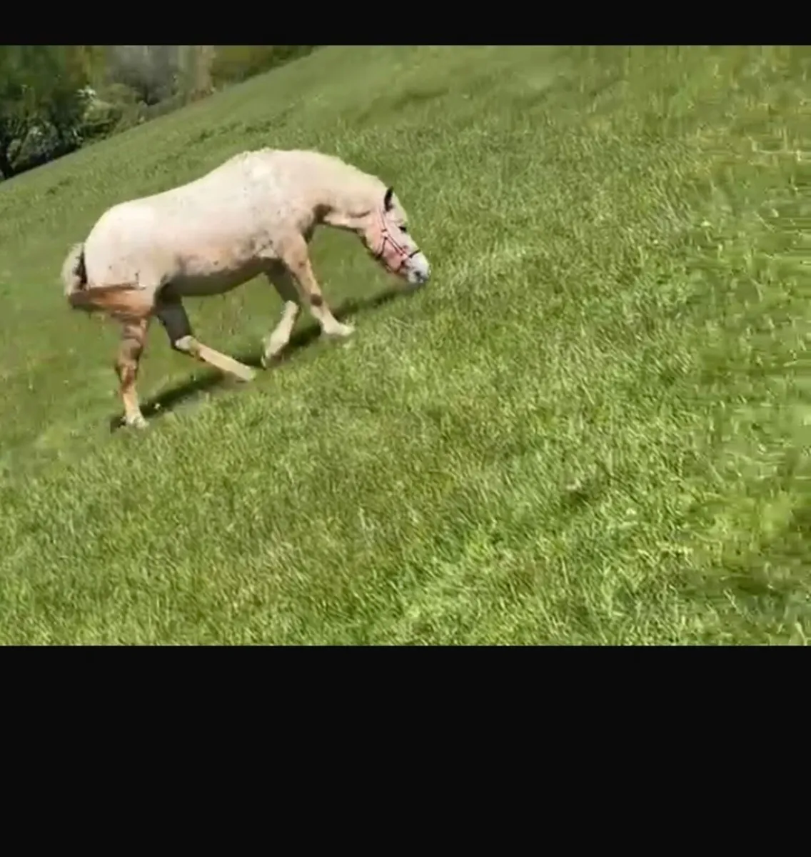 Appaloosa pony - Image 1