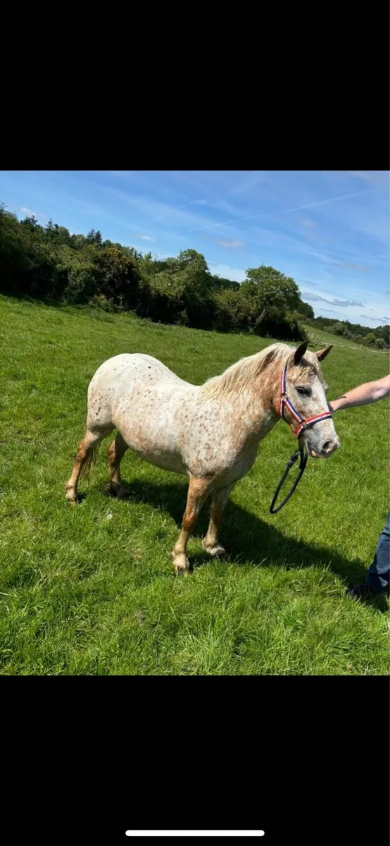 Appaloosa pony - Image 2