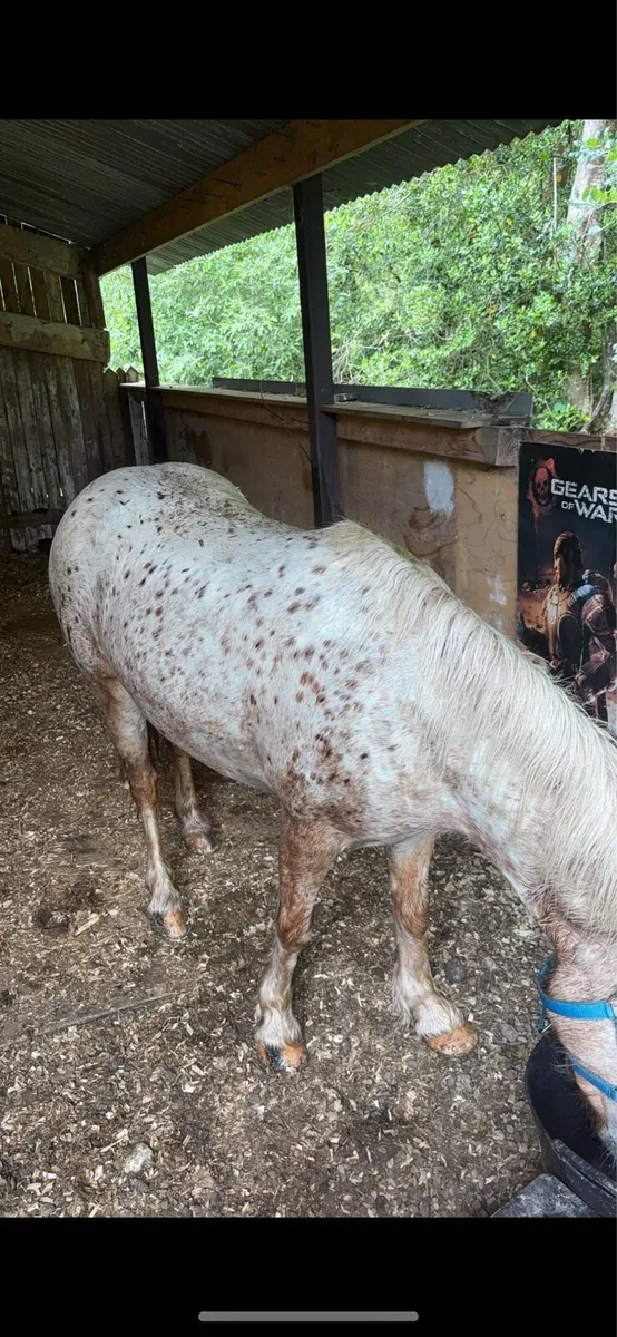 Appaloosa pony - Image 3