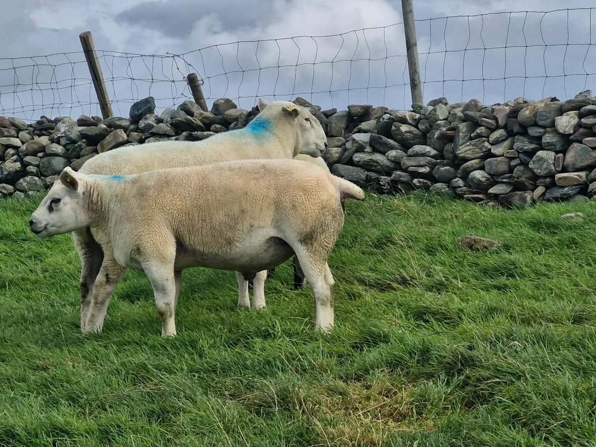 Rams for sale - Image 1