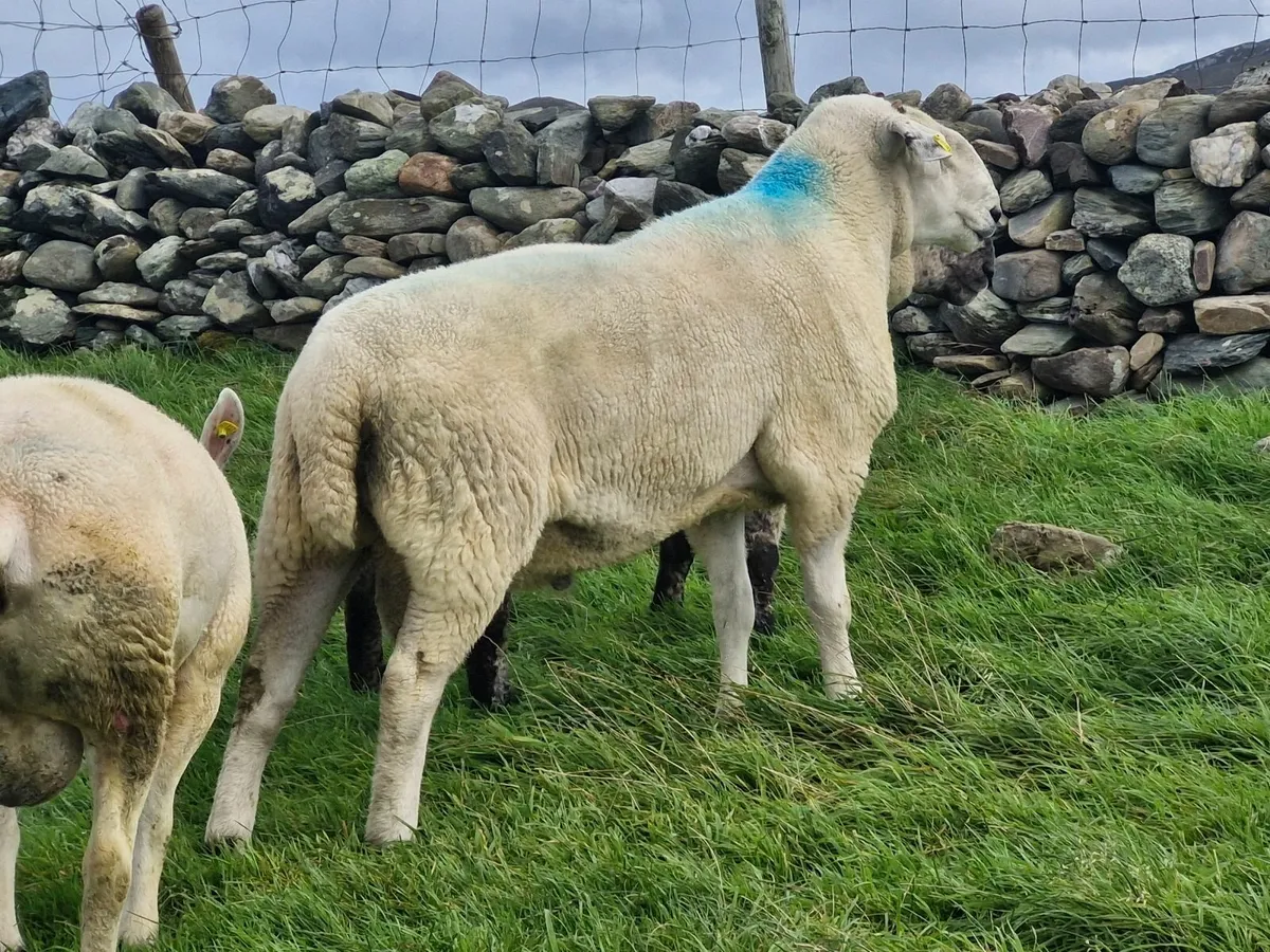 Rams for sale - Image 2
