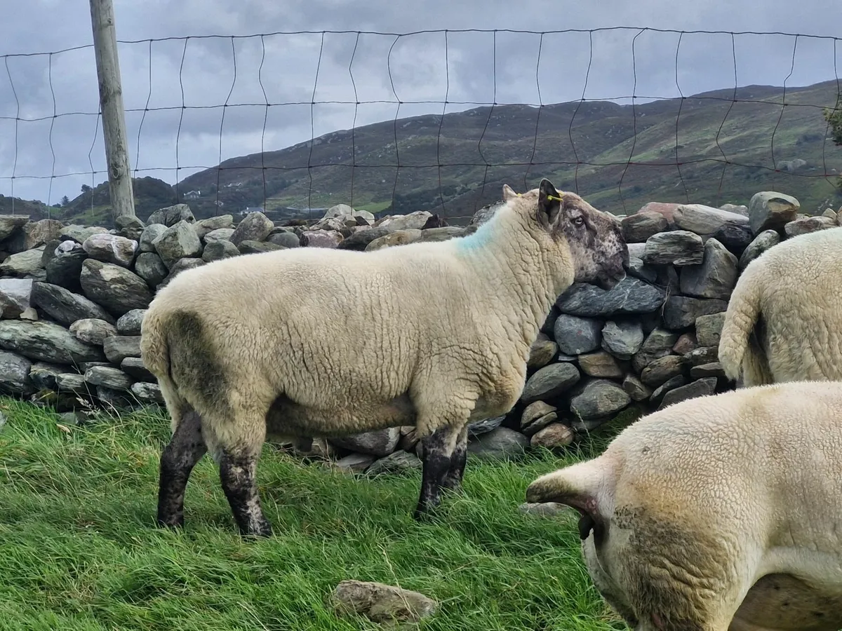 Rams for sale - Image 3