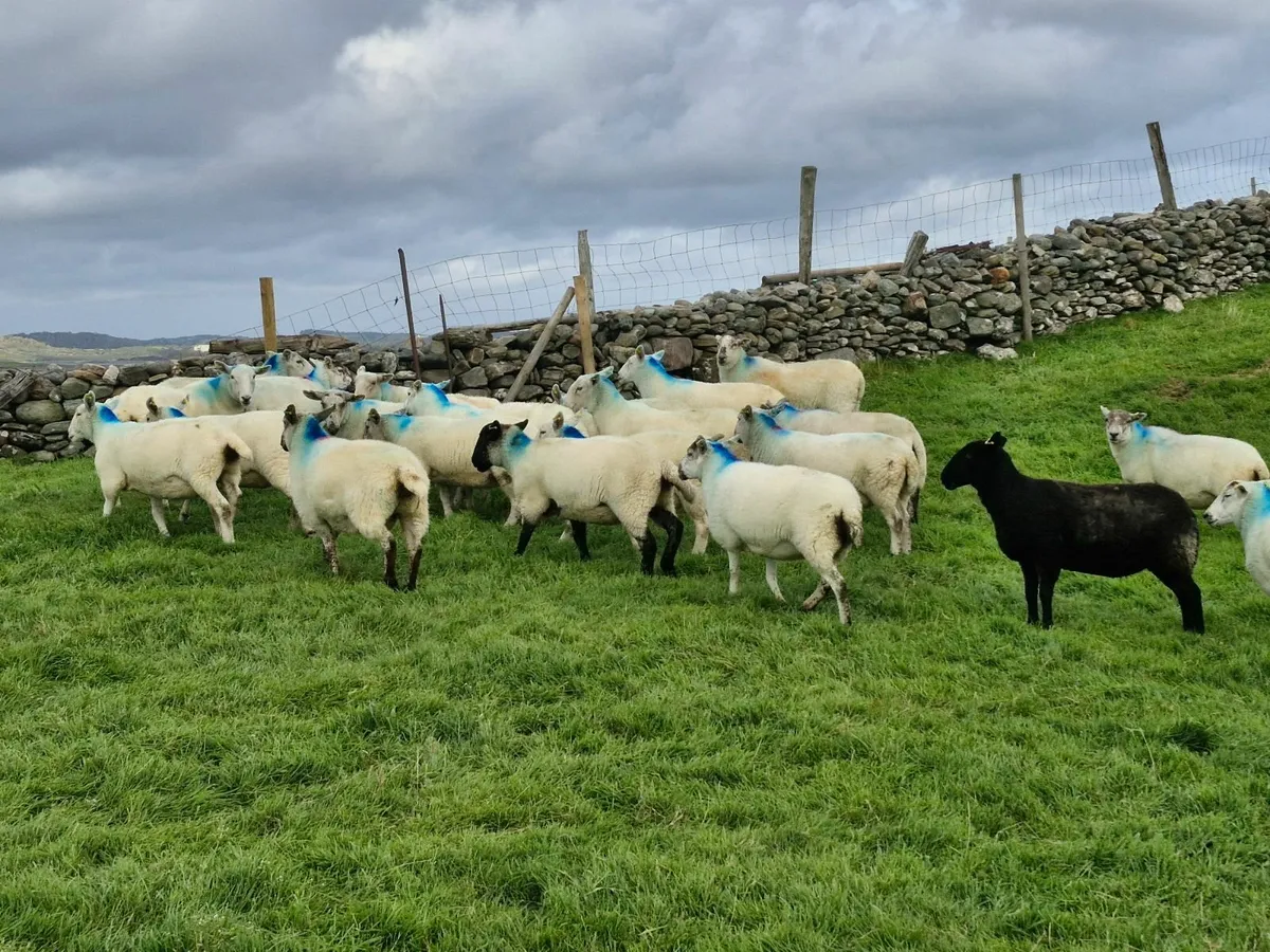 Hoggets - Image 2