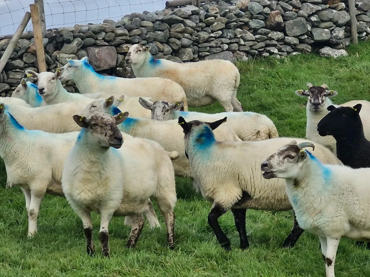 Hoggets - Image 3
