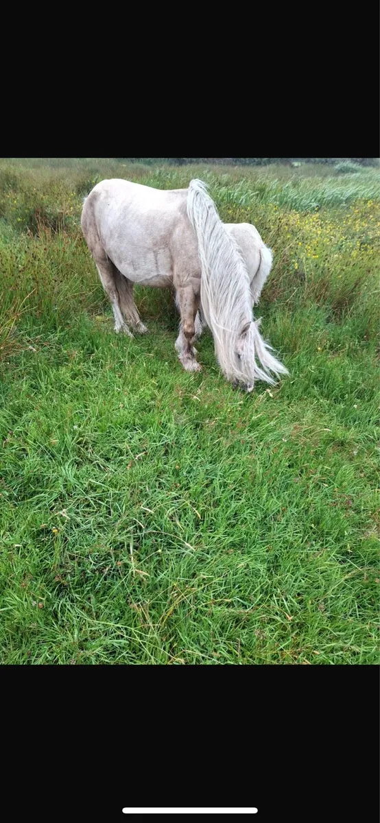 Palmino mare & foal - Image 1