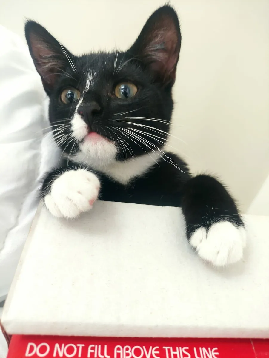 Cali black and white 3 m old kitten - Image 1