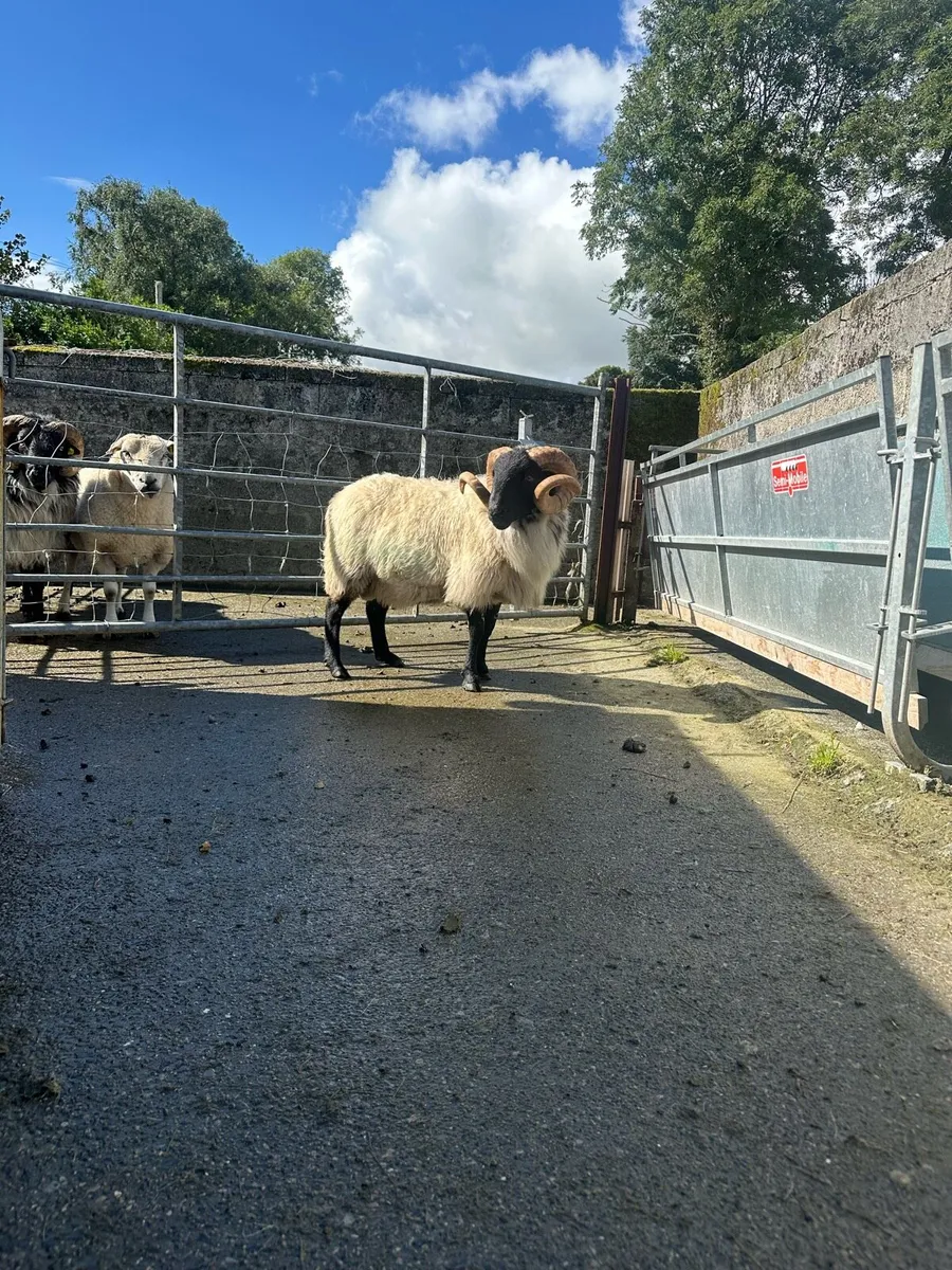 Organic Hogget sis approved mountain ram - Image 2