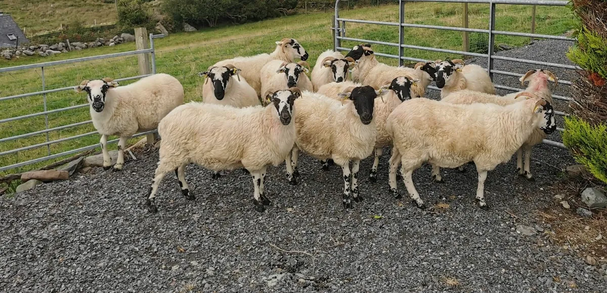 Hoggett Ewes
