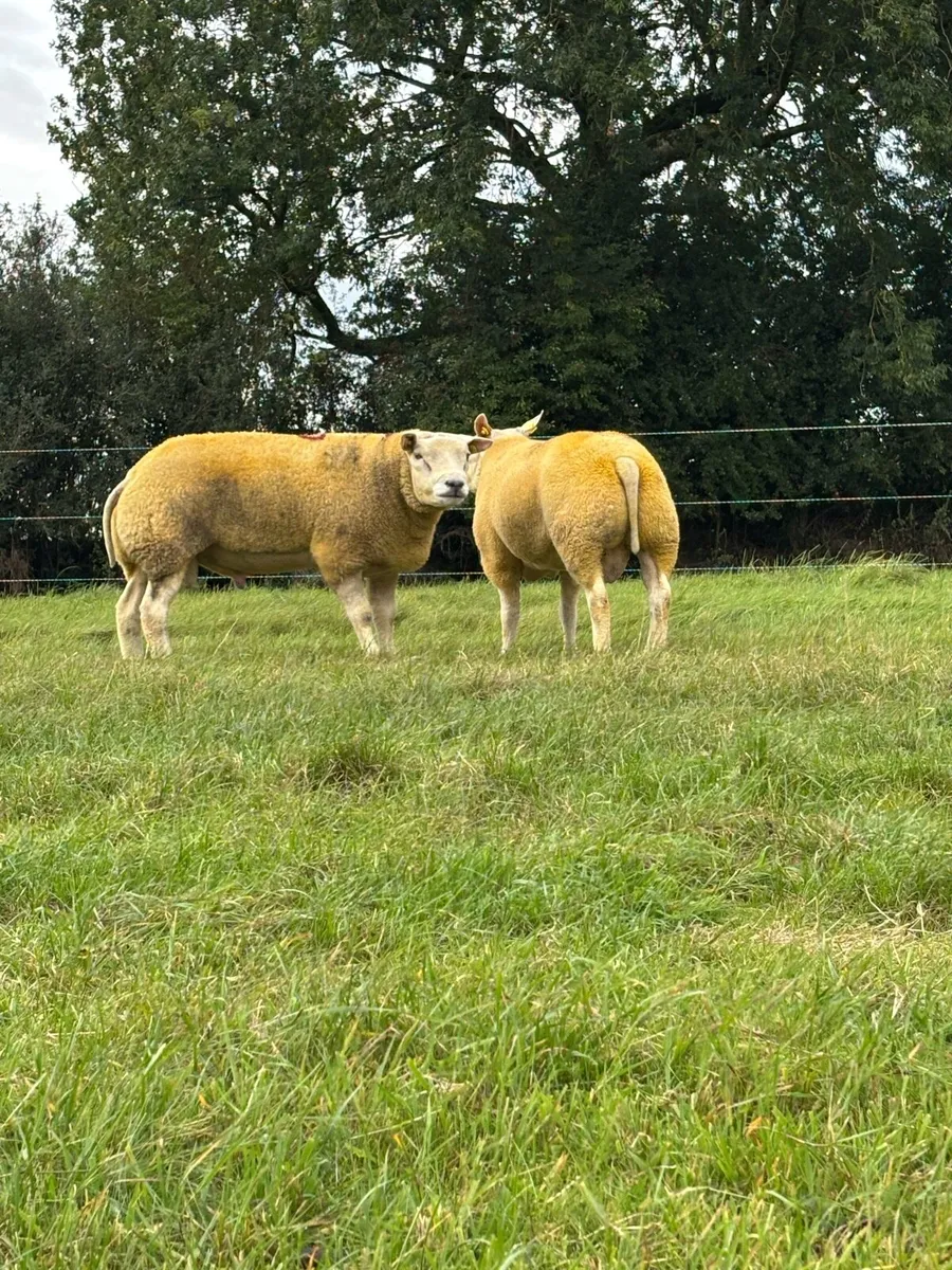 BELTEX RAMS ⭐️⭐️⭐️⭐️⭐️ - Image 1