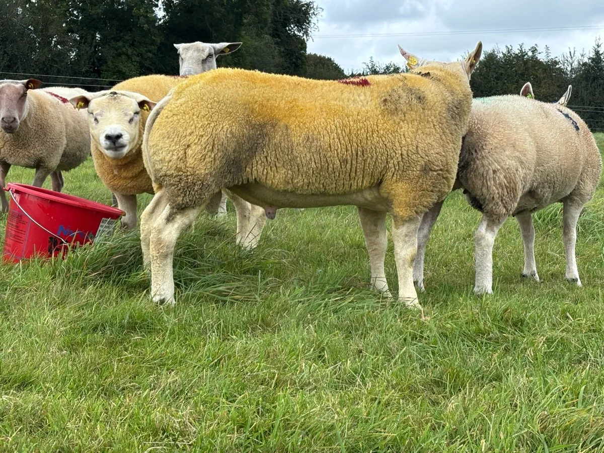 BELTEX RAMS ⭐️⭐️⭐️⭐️⭐️ - Image 3