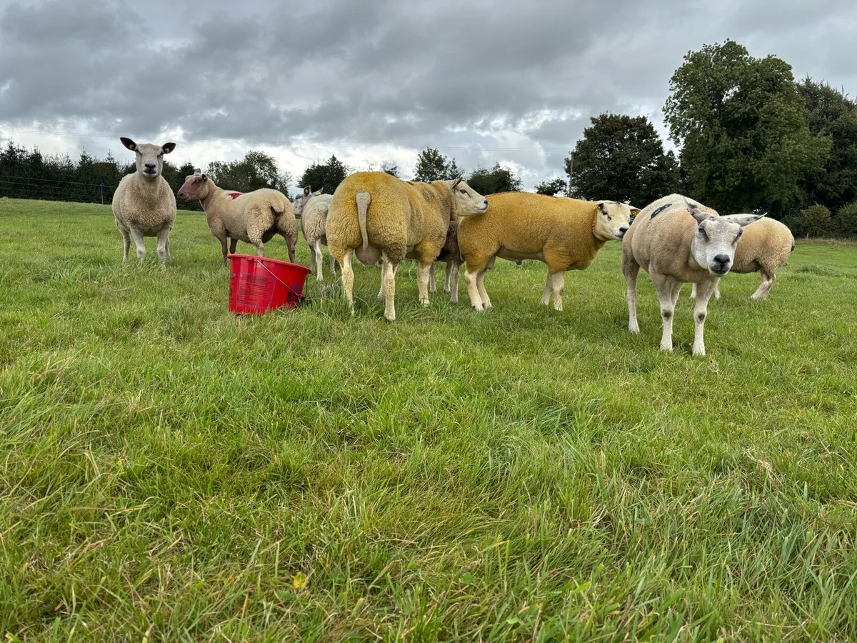 BELTEX RAMS ⭐️⭐️⭐️⭐️⭐️ - Image 4