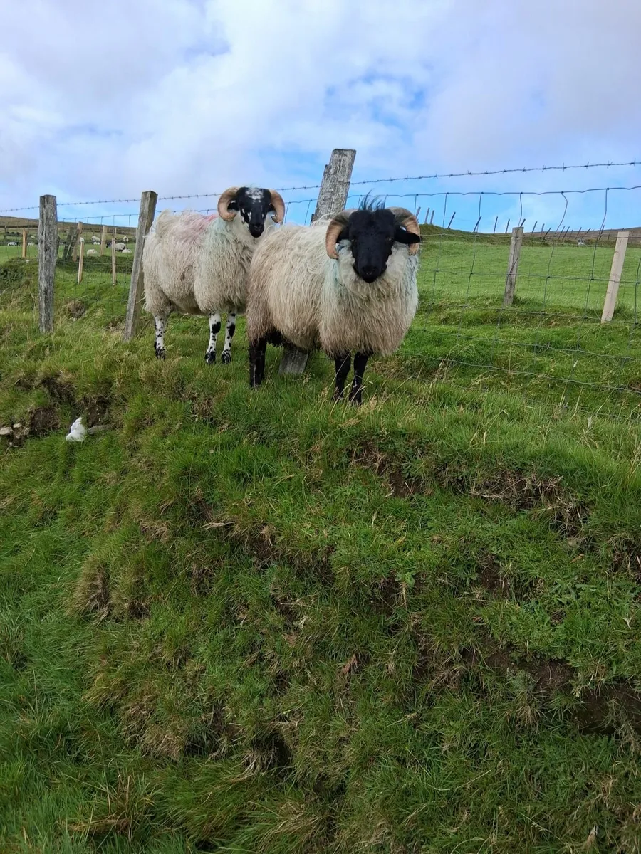 Sheep - Image 1