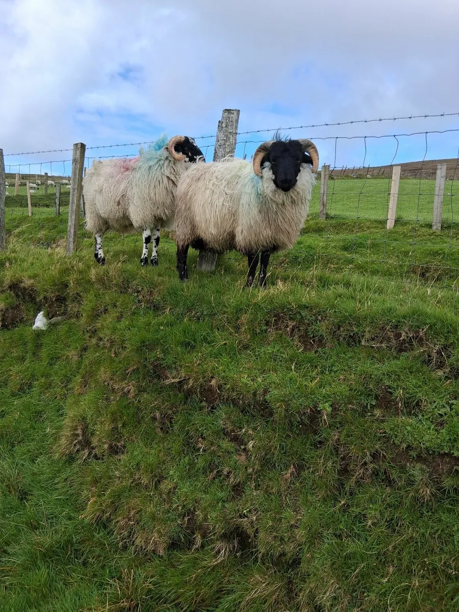 Sheep - Image 3