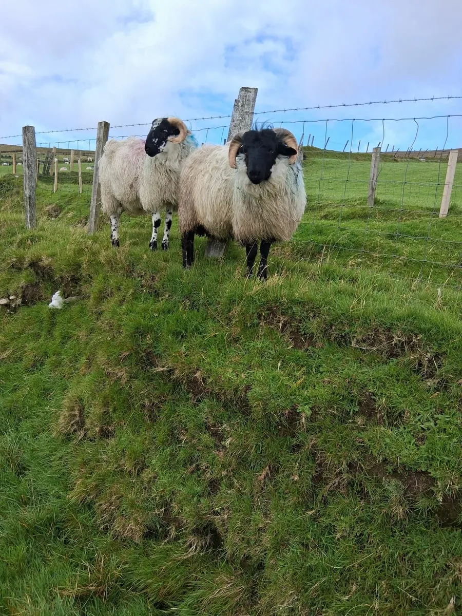 Sheep - Image 4