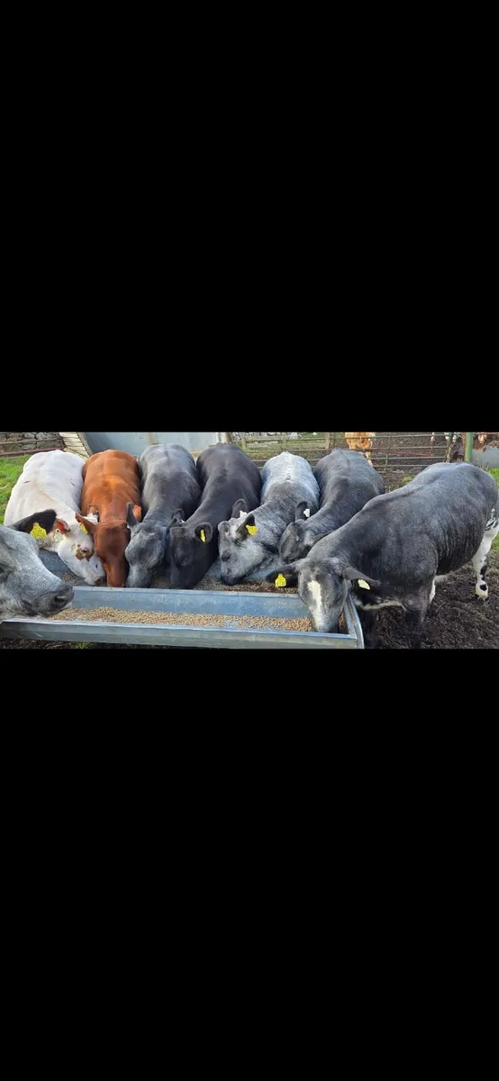 A.I  Bred Quality Heifers - Image 2