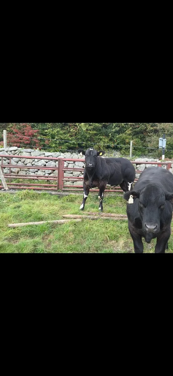 A.I  Bred Quality Heifers - Image 3