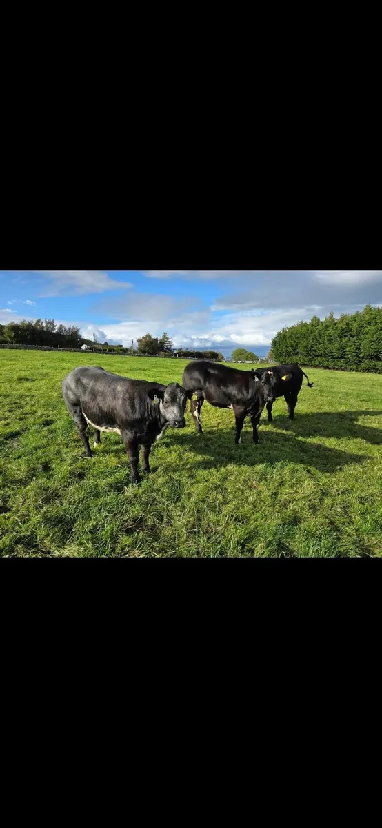 A.I  Bred Quality Heifers - Image 4