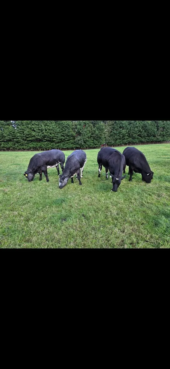 A.I  Bred Quality Heifers - Image 1