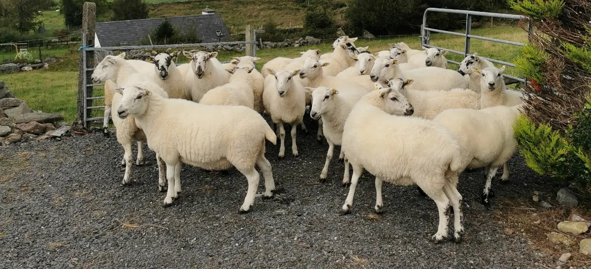 Hoggett Ewes - Image 1