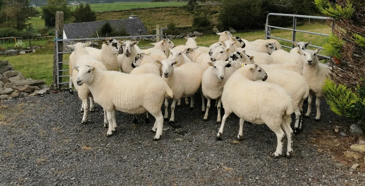 Hoggett Ewes - Image 2