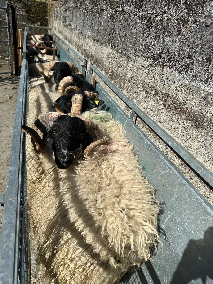 Organic sis approved ram lambs - Image 2