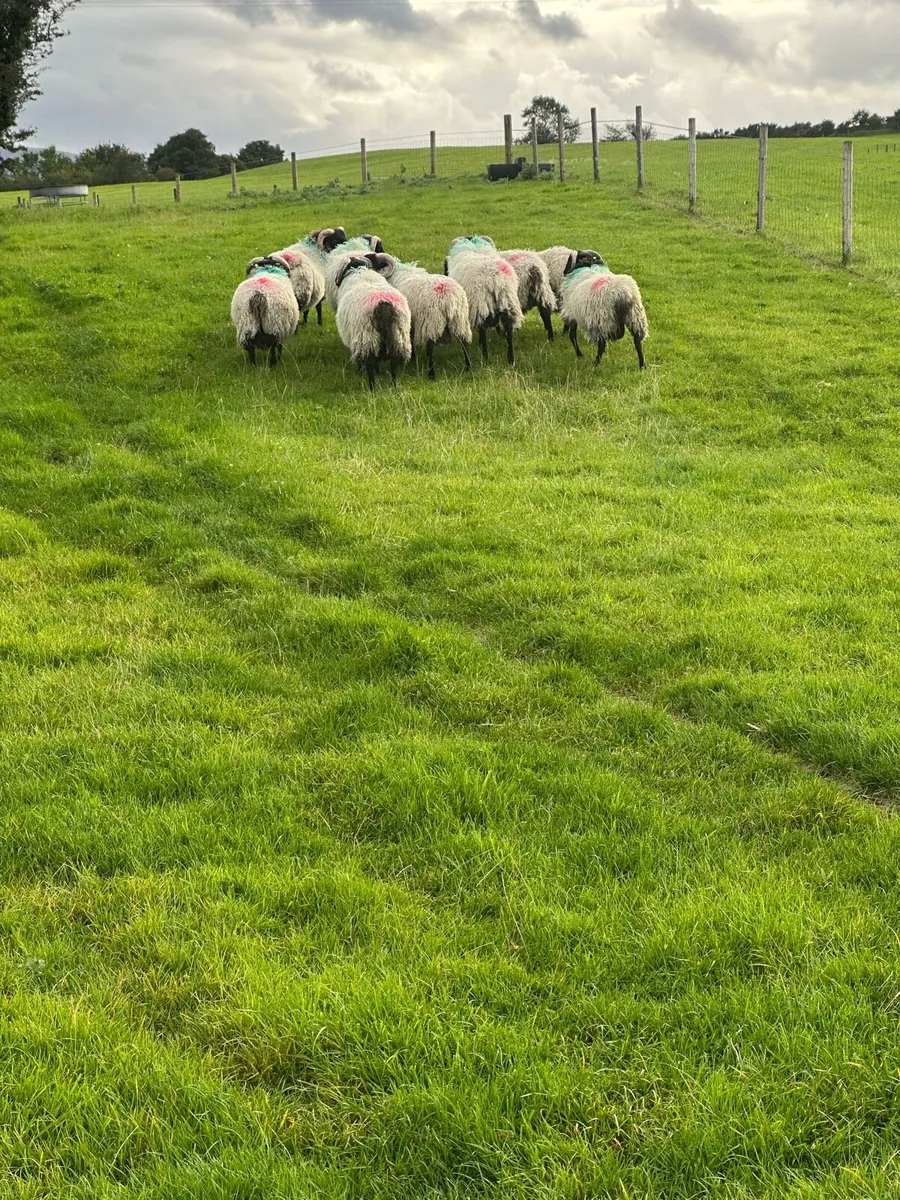 Organic sis approved ram lambs - Image 3