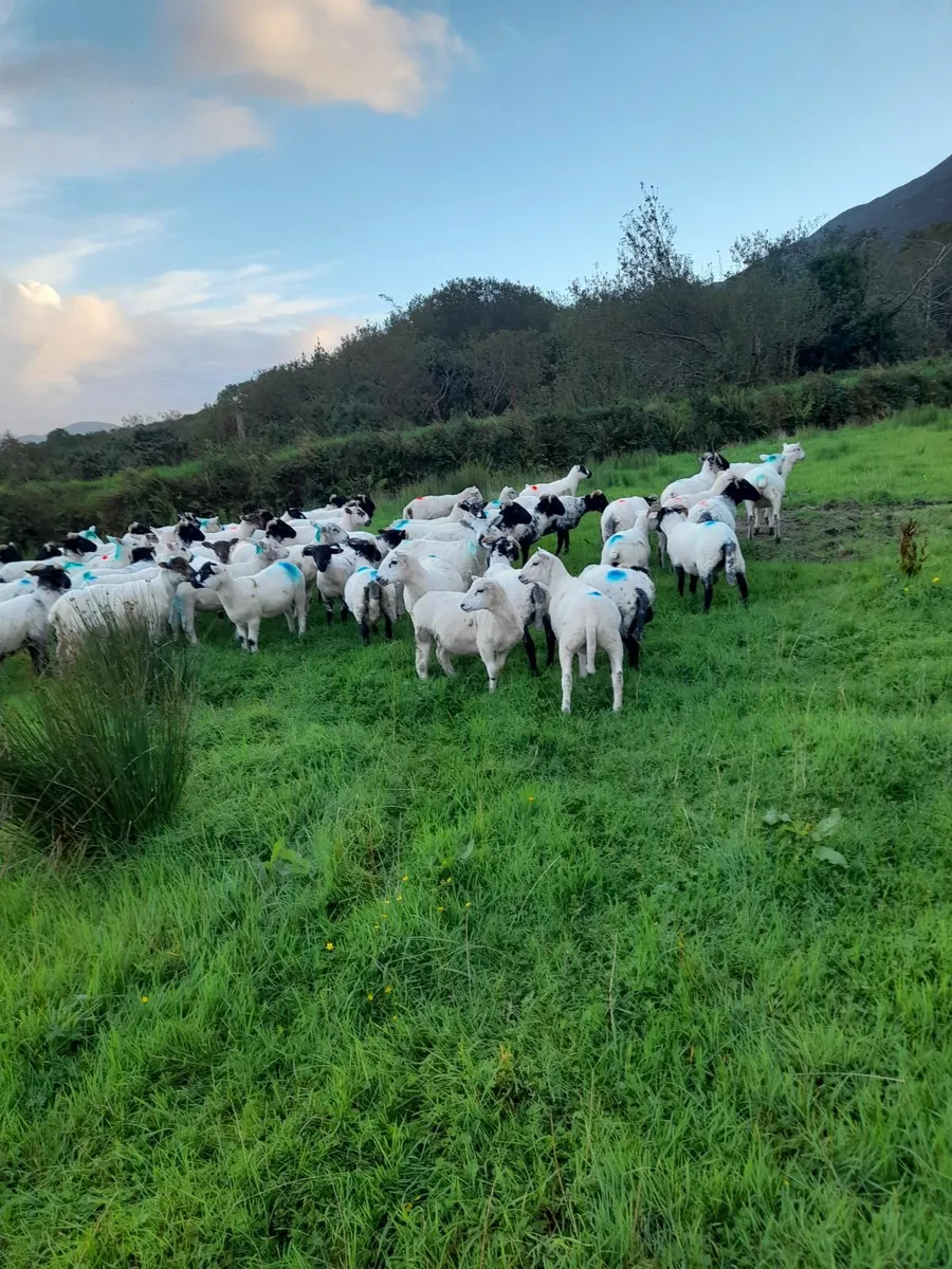 Lambs - Image 1