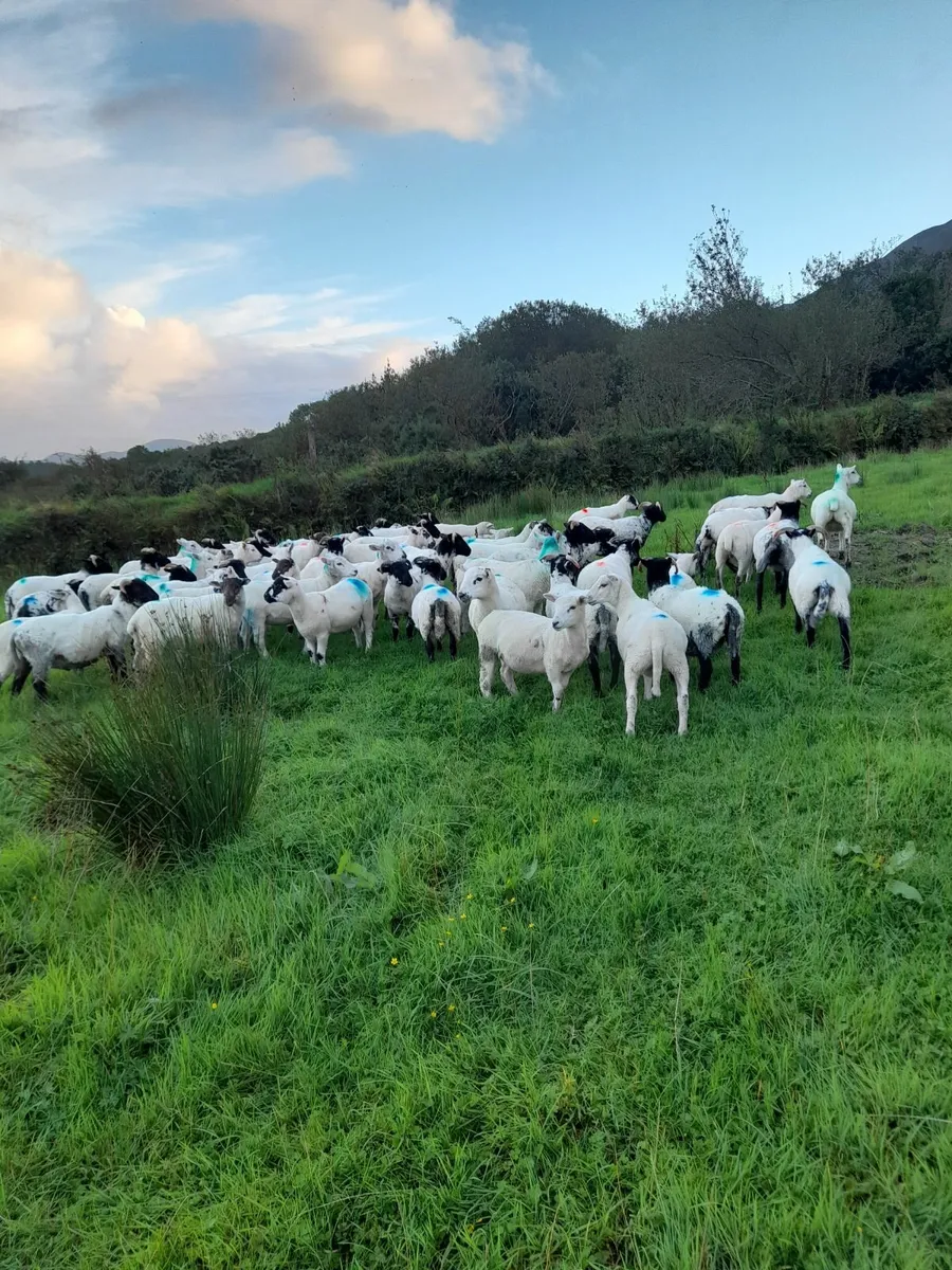 Lambs - Image 2