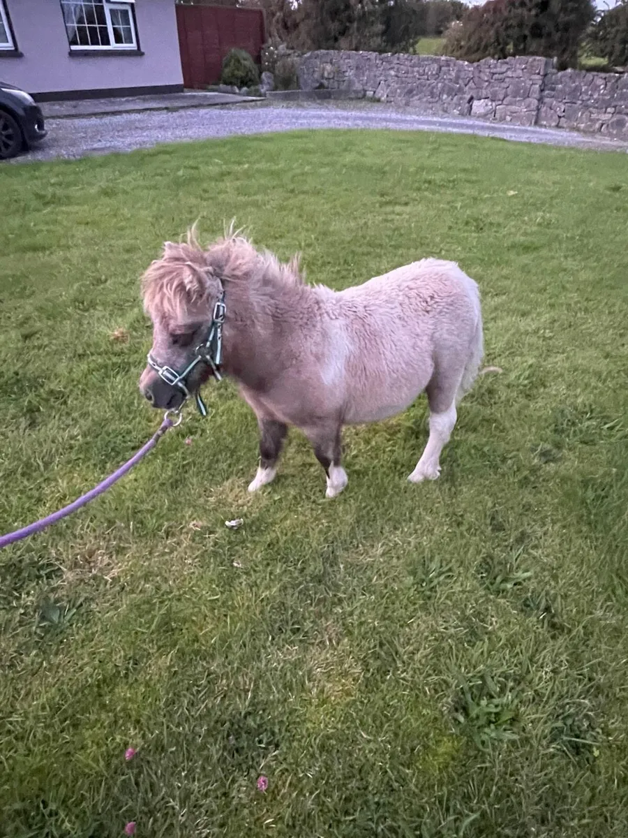 2 miniature filly’s - Image 1