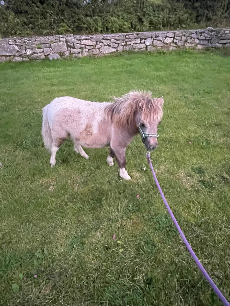 2 miniature filly’s - Image 2
