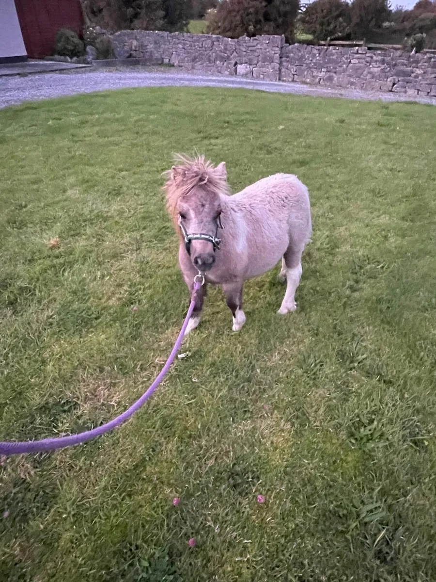 2 miniature filly’s - Image 3