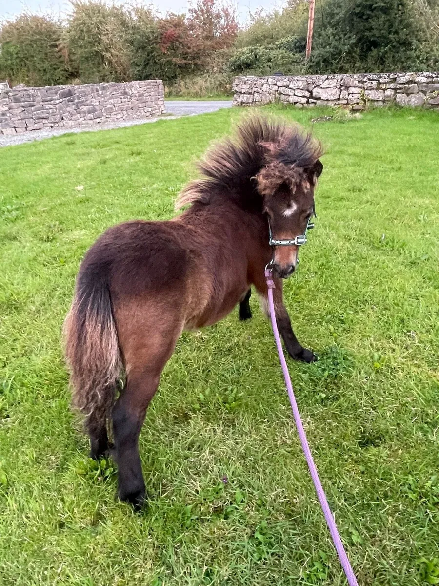 miniature filly - Image 2
