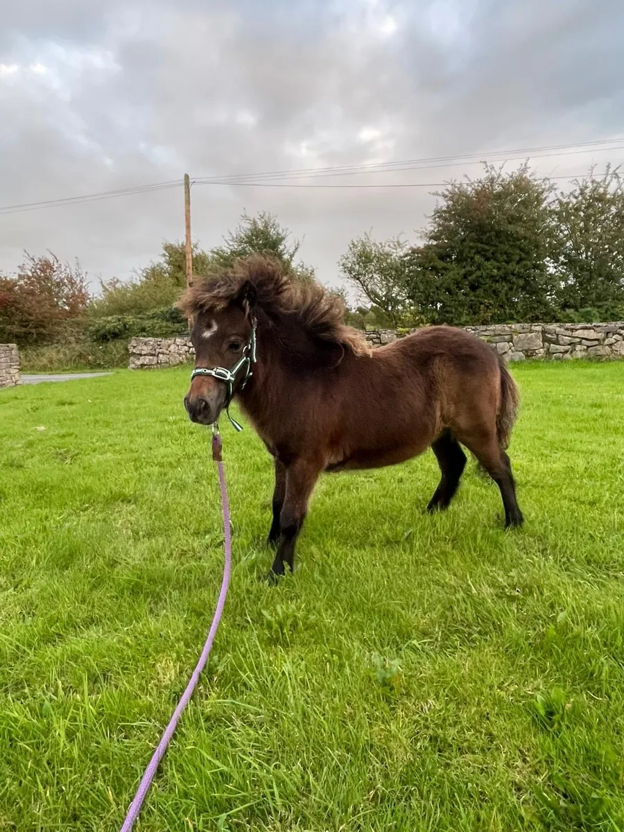 miniature filly - Image 3