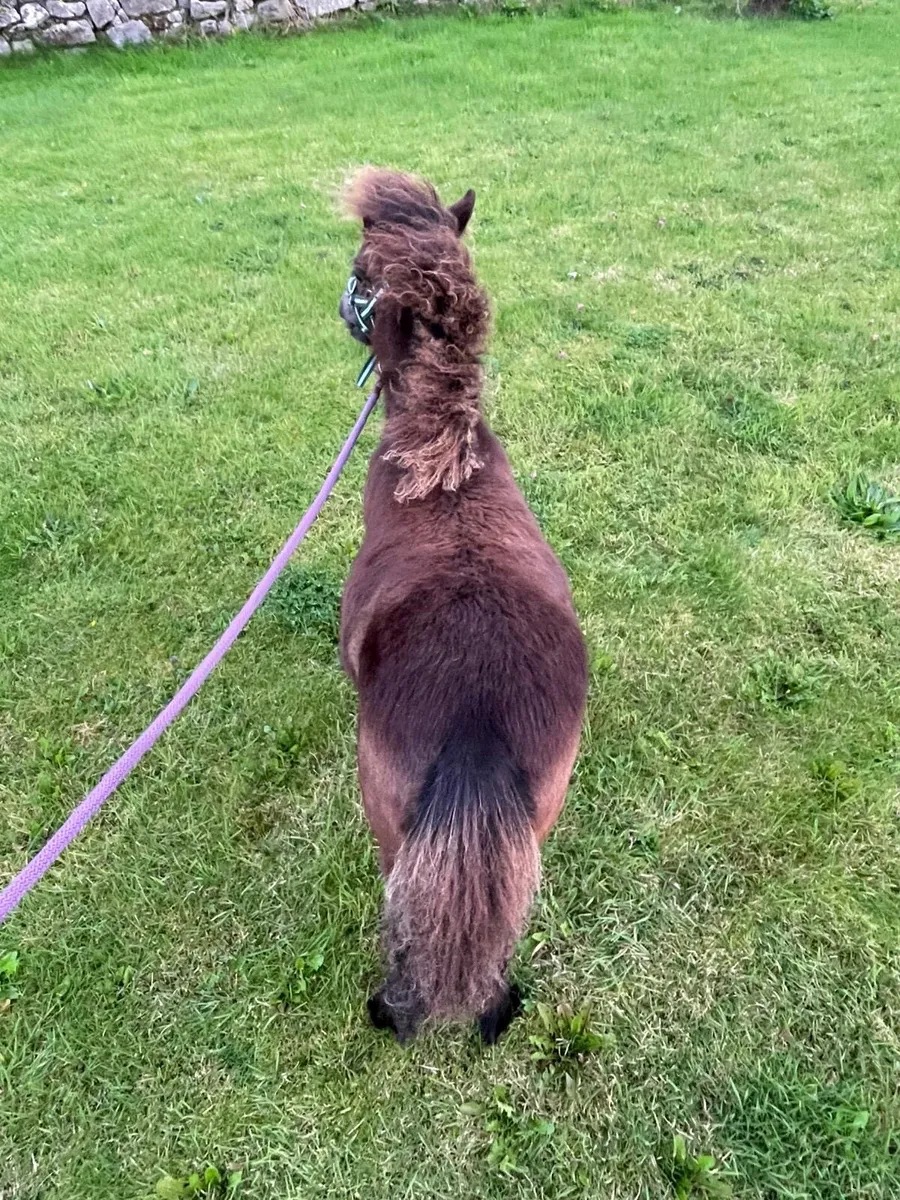 miniature filly - Image 4