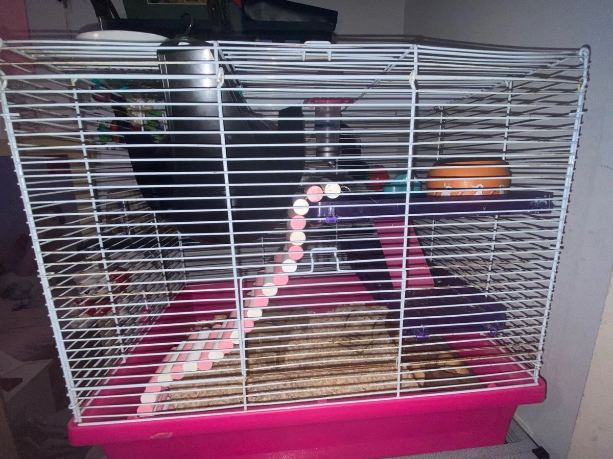 Pet rats and small cage - Image 1