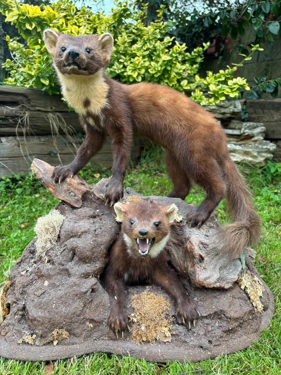 Mounted Taxidermy – Pair of Pine Martens - Image 1
