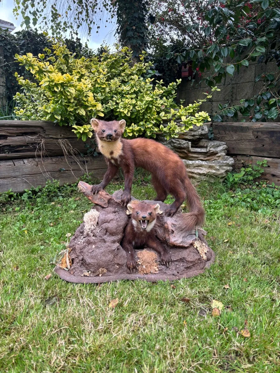 Mounted Taxidermy – Pair of Pine Martens - Image 2