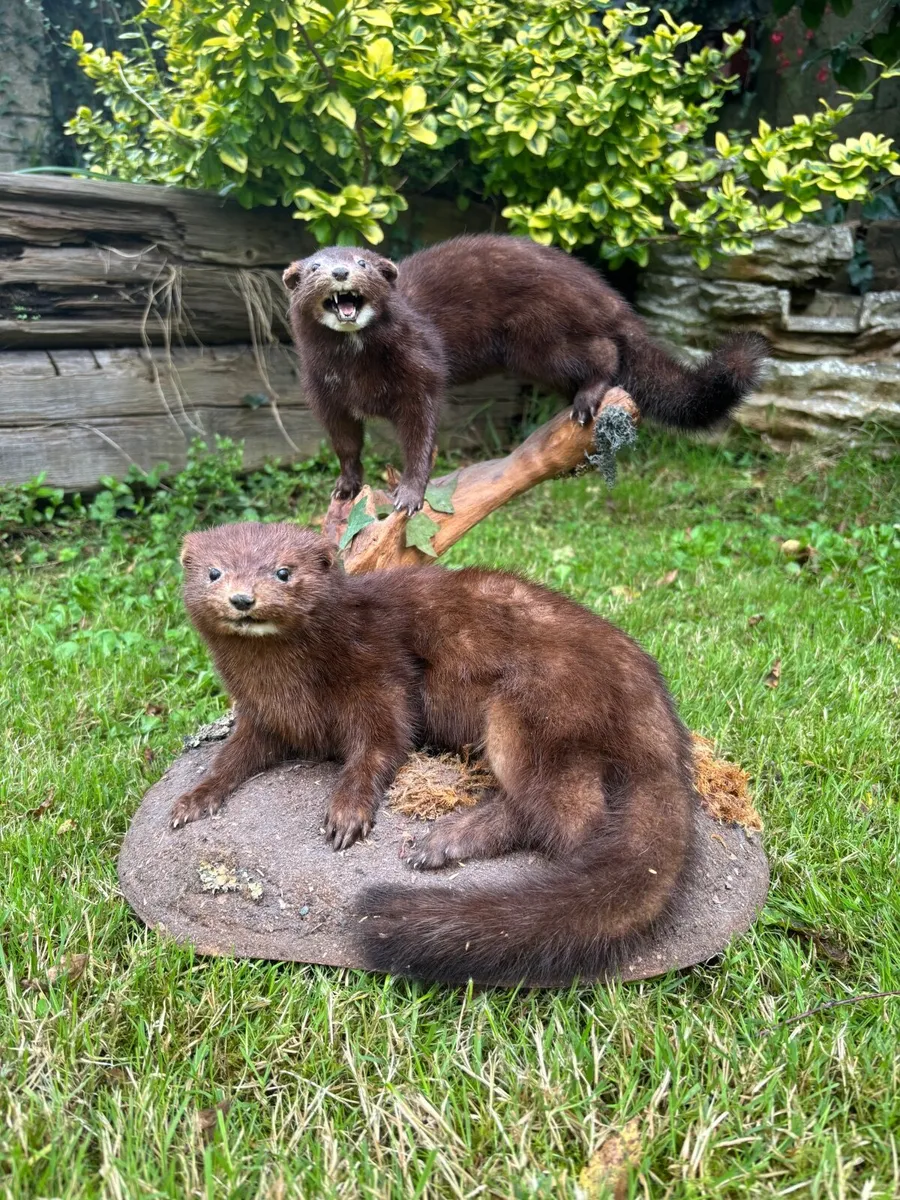 Mounted Taxidermy – Pair of Minks - Image 1