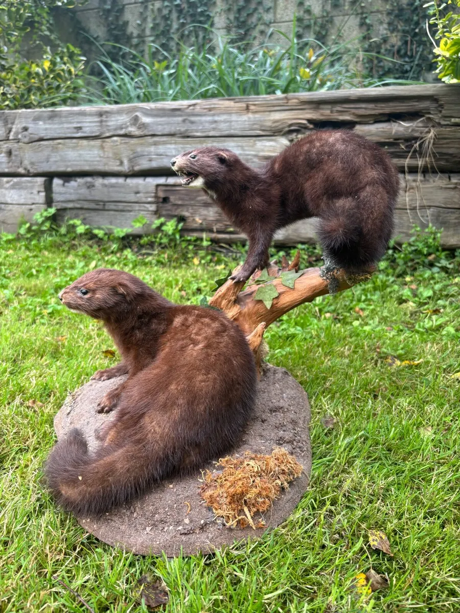 Mounted Taxidermy – Pair of Minks - Image 2