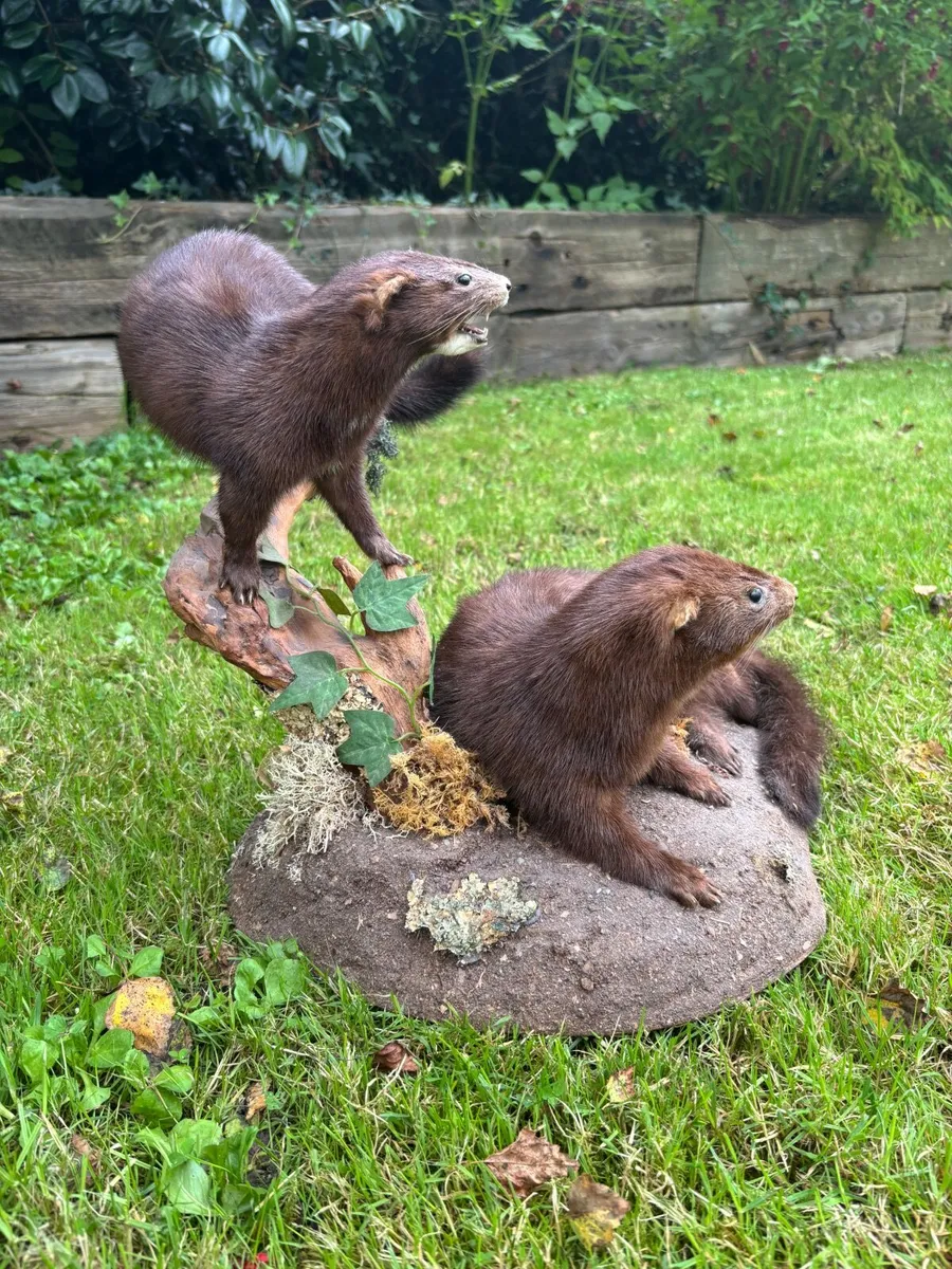 Mounted Taxidermy – Pair of Minks - Image 3
