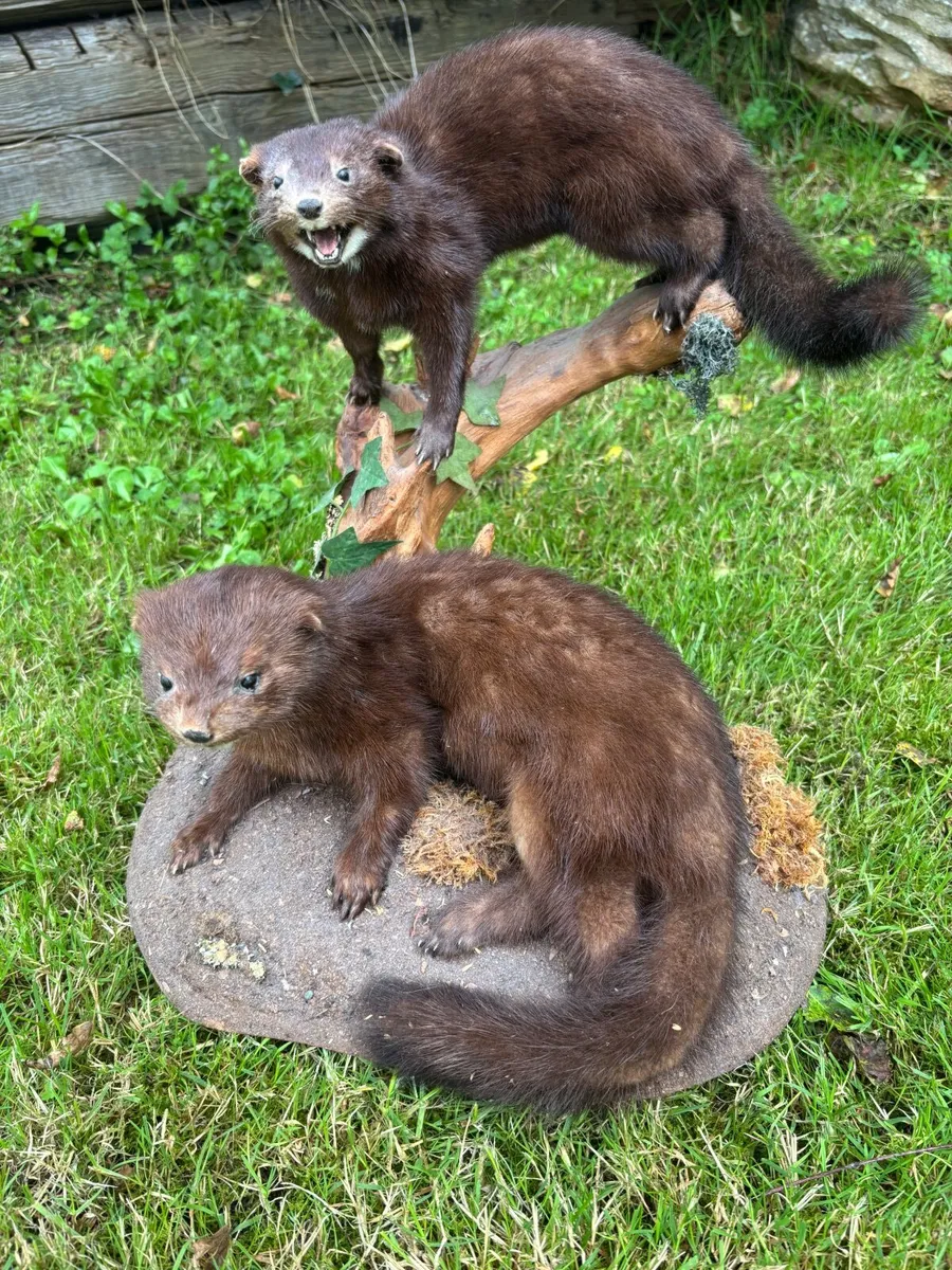 Mounted Taxidermy – Pair of Minks - Image 4