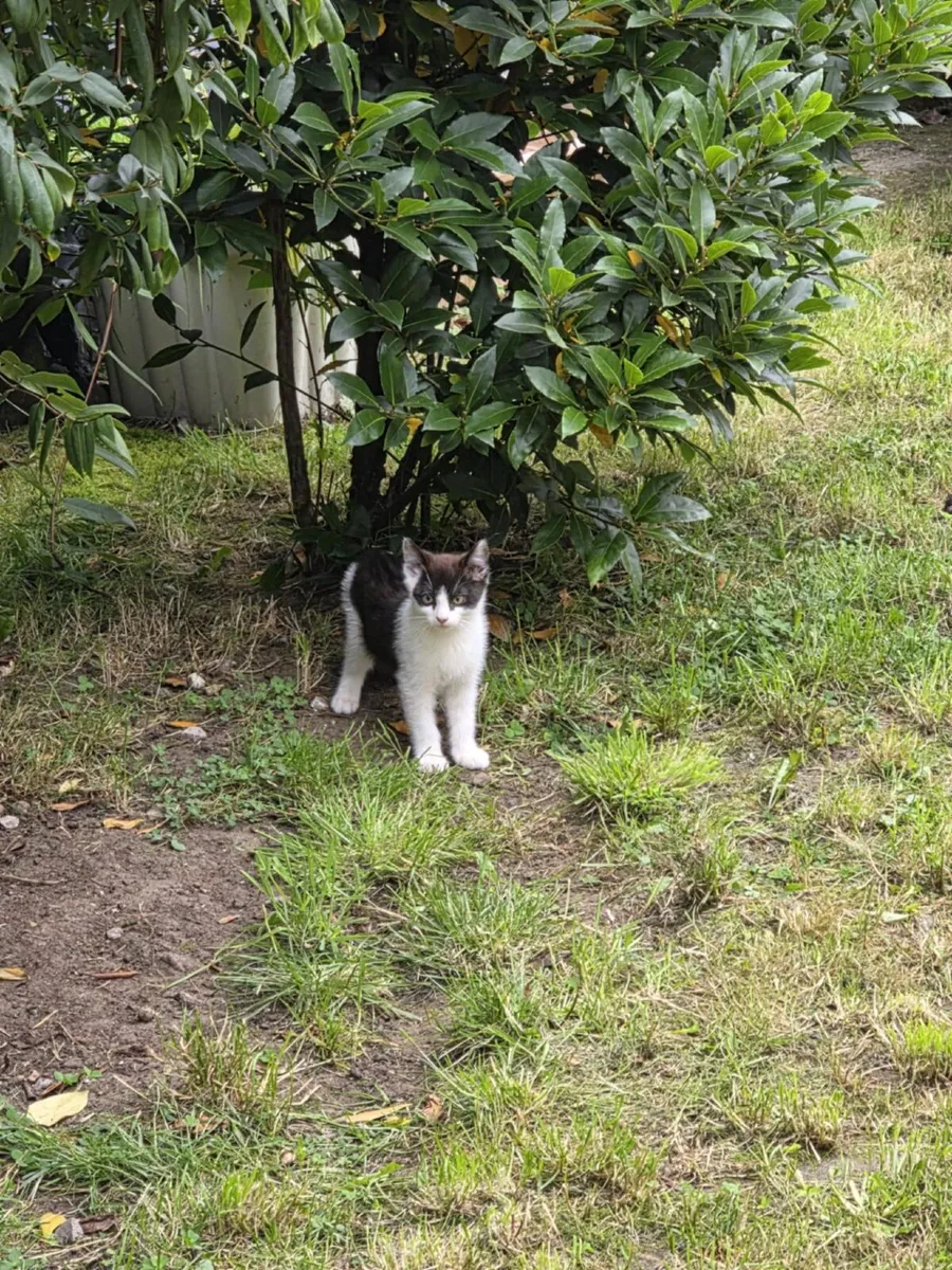 Kittens - Image 1
