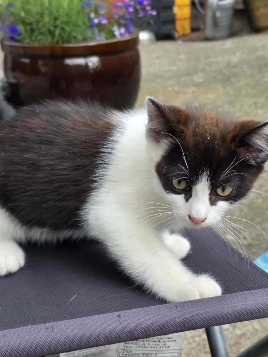 Kittens - Image 3