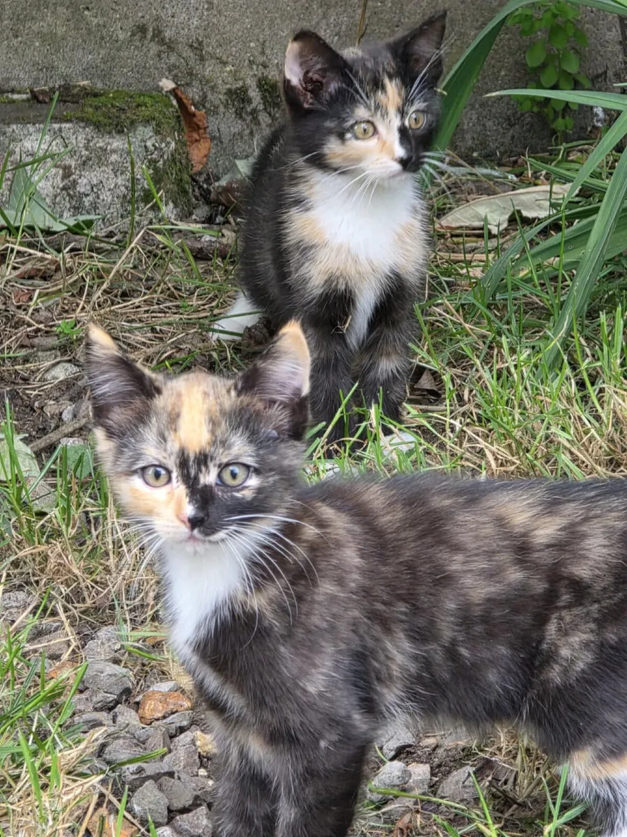 Kittens - Image 4